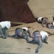 Lovely capuchin monkeys for sale. - image 1