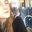 Sweet and lovely African grey parrots for sale - image 1