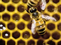 USask researchers working to prevent honeybee loss among blueberry pollinators