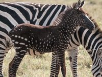 Some zebras are developing odd stripes, and humans could be to blame, says biologist